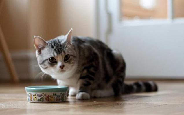 сколько кошка может прожить без еды