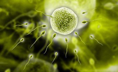 можно ли забеременеть малоподвижные сперматозоиды