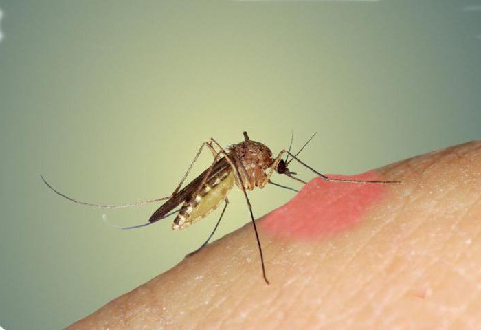 самец и самка комара 