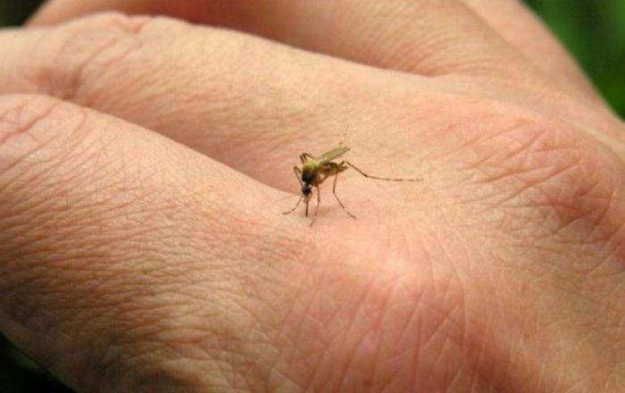 сколько живет комар обыкновенный 
