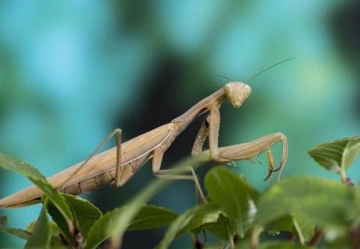 keeping mantis at home