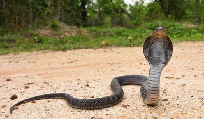 черношейная кобра