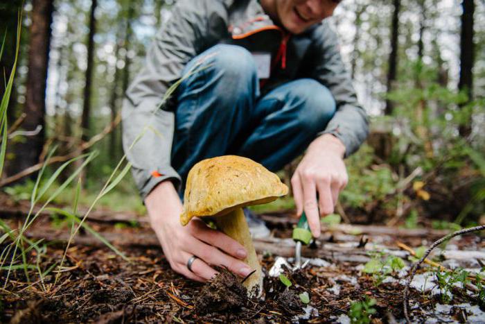 mushrooms of the Orenburg region