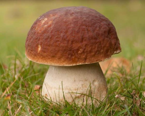 mushroom places of the Orenburg region