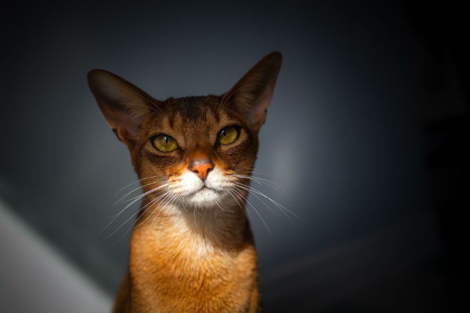 абиссинская кошка окрасы