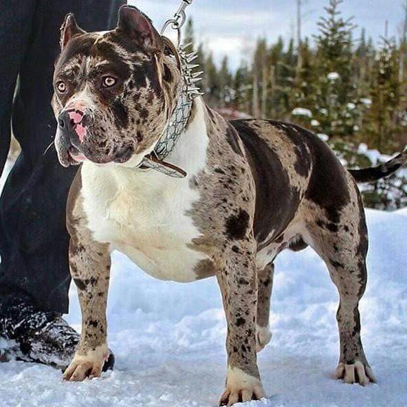 albanian pit bull