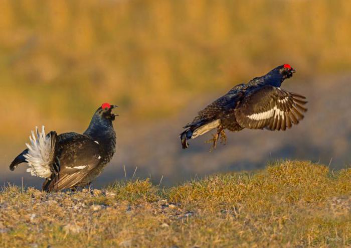 Caucasian black grouse photo