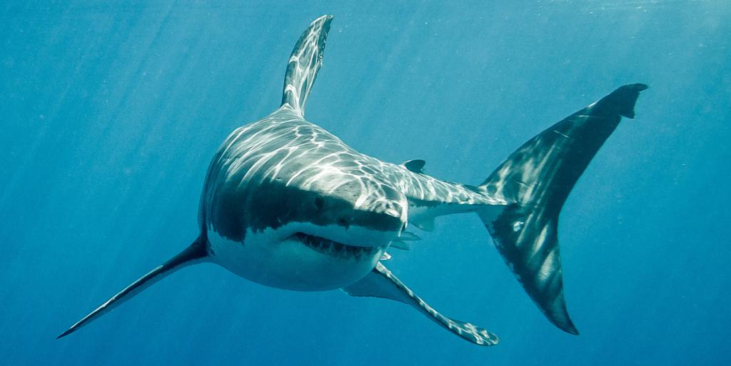 Большая белая акула картинки