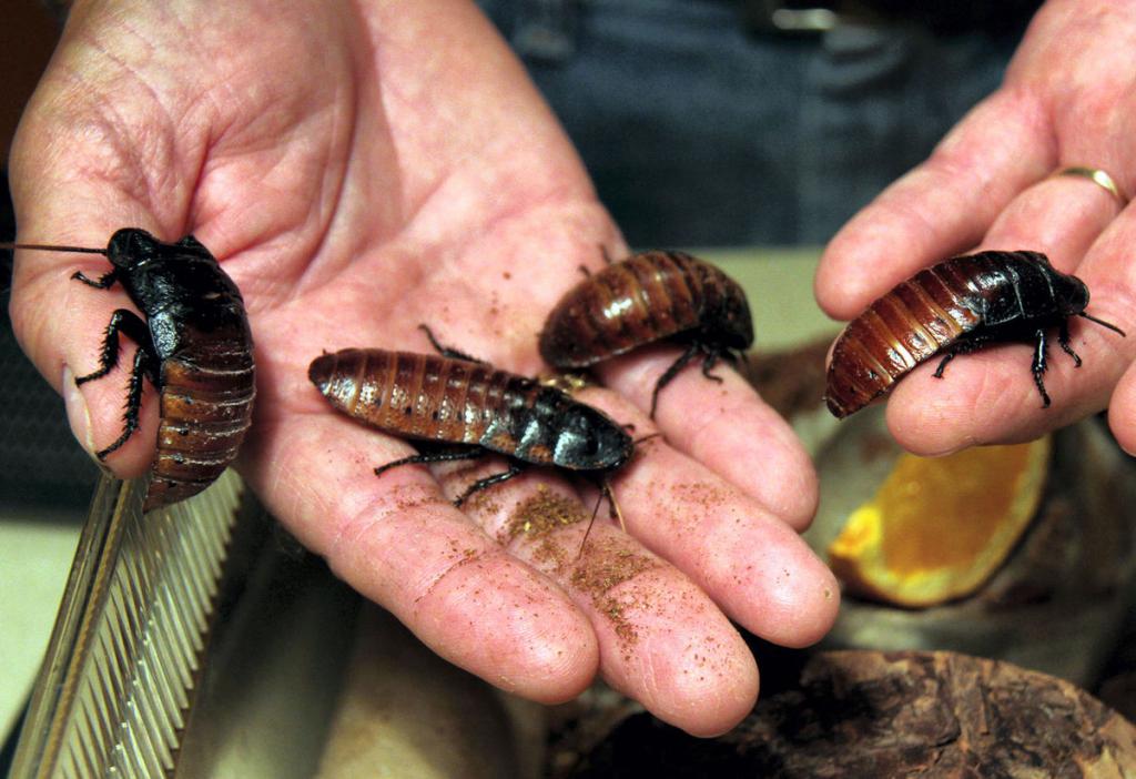 what Madagascar cockroaches eat