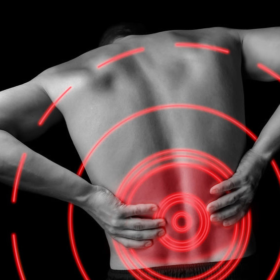 квадратная мышца спины анатомия