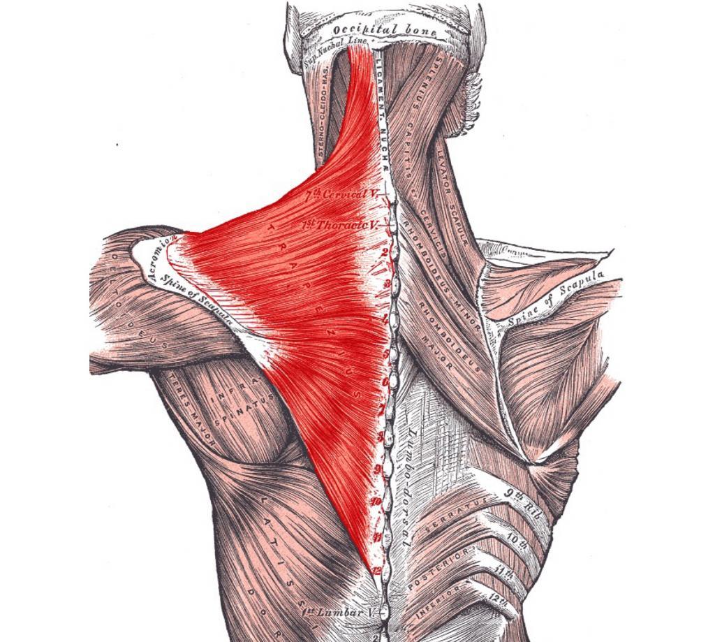 Трапециевидная мышца фото