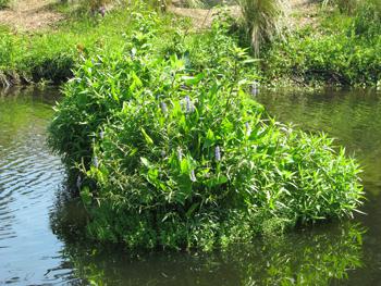 bacopa in the aquarium