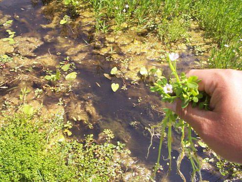 bacopa care