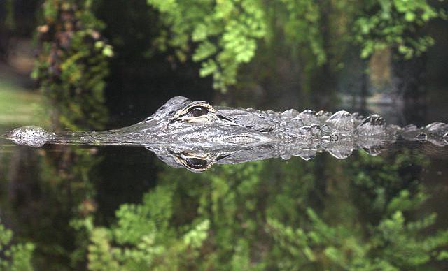 миссисипский аллигатор строение конечностей