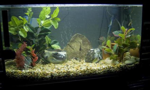 how to cool aquarium water in summer