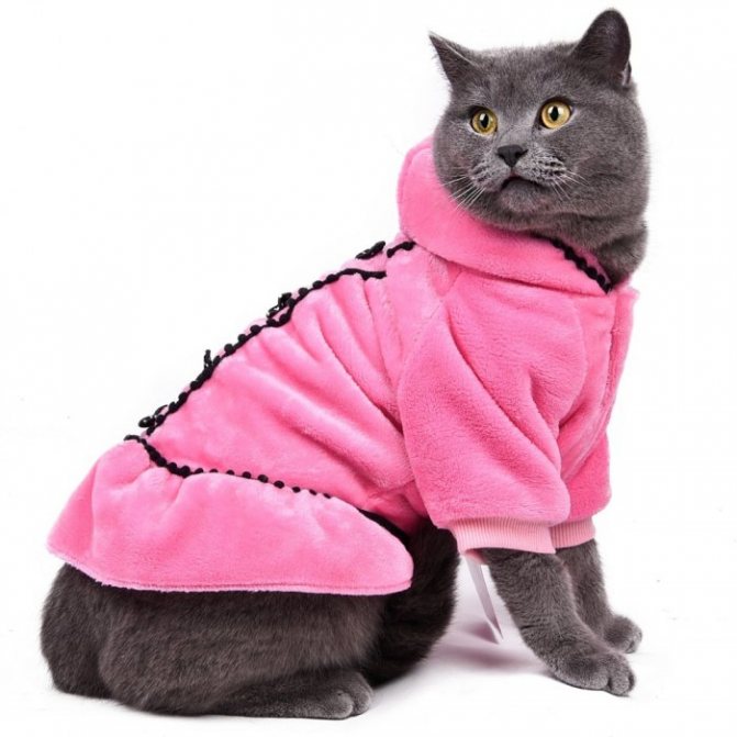 одежда для кошки 