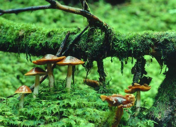 признаки царства грибов 