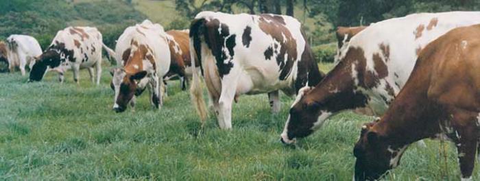 айрширская корова фото