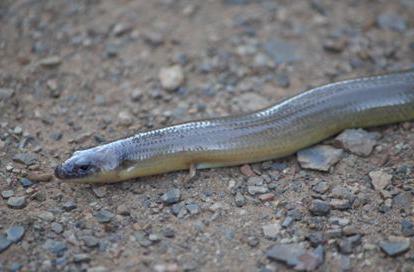 Californian legless lizard