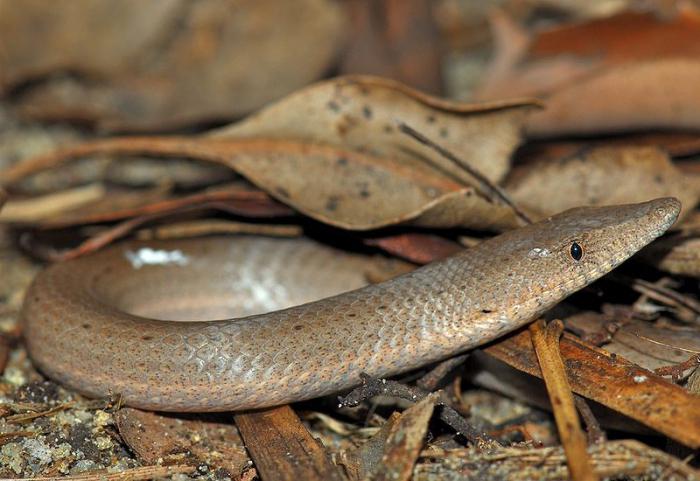 legless yellow lizard