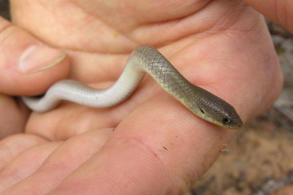 variety of reptiles