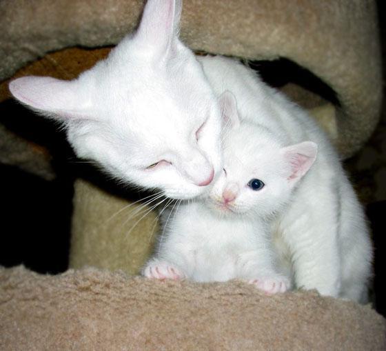 Сон белая кошка с котятами