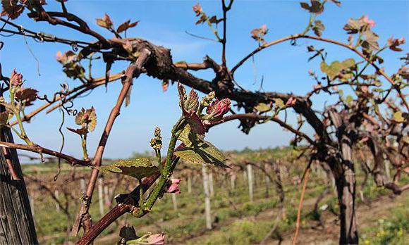 When to open grapes in spring