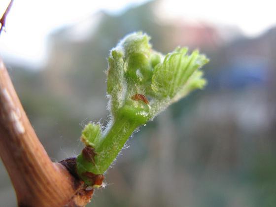 When to open grapes in spring after winter