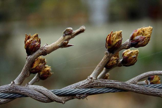 When in spring you need to open grapes after winter