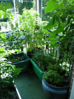 What can be grown on the balcony in winter