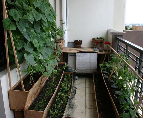 What can be grown on the balcony in pots