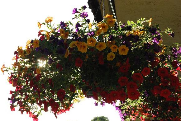 What can be grown on the balcony