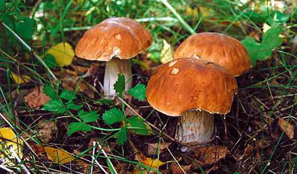 mushrooms of the Yaroslavl region