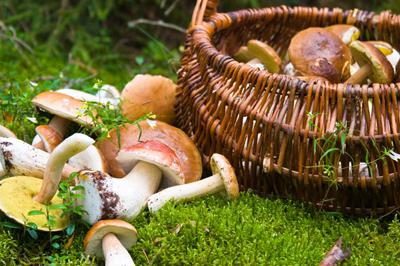 mushrooms in the forest