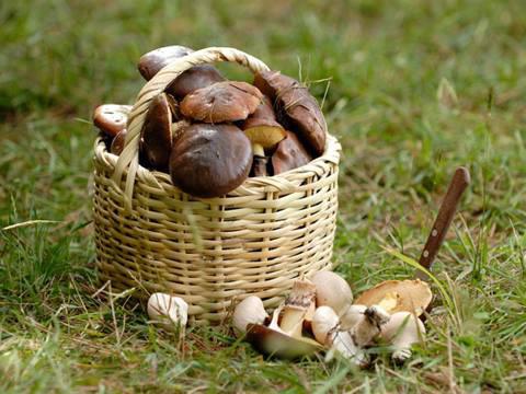 съедобные грибы в ярославской области