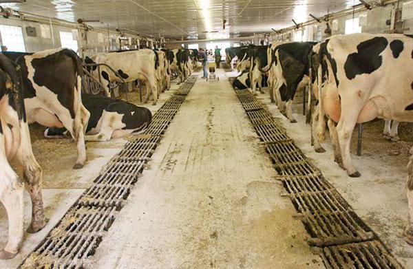 cow stall size in the barn