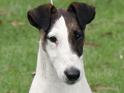 Jack Russell Terrier - Smooth