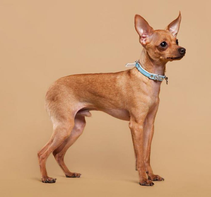 Russian toy terrier smooth-haired