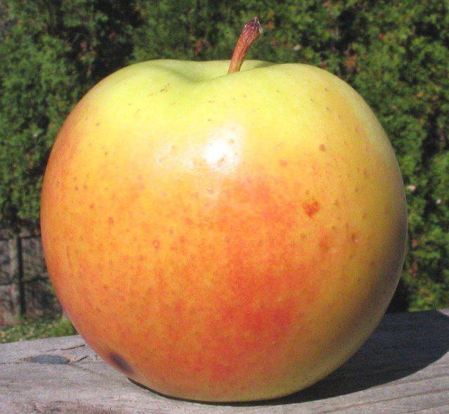 apple variety Bolotovskoe