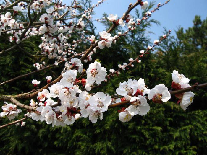 swamp apple tree