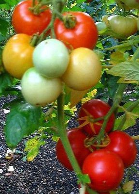 variety of tomato Demidov