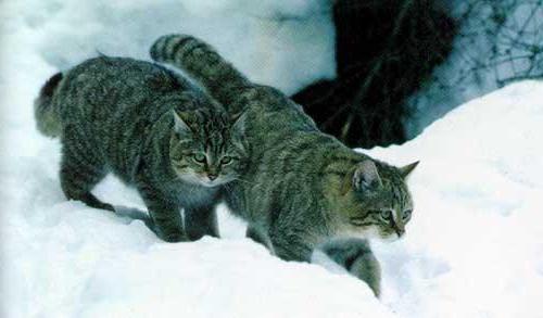 кавказская лесная кошка интересные факты 