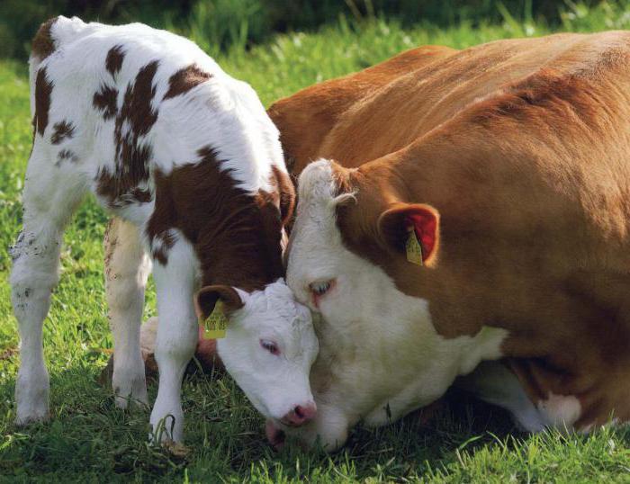 как принять роды у коровы в домашних 