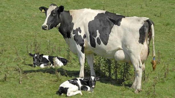 роды коровы фото 