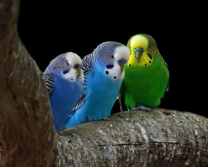 волнистые попугаи в Австралии 