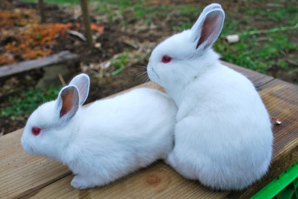 Молодые крольчата без характерных отметин