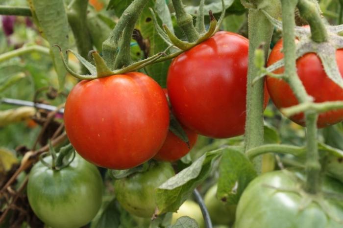 Tomatoes on the bush