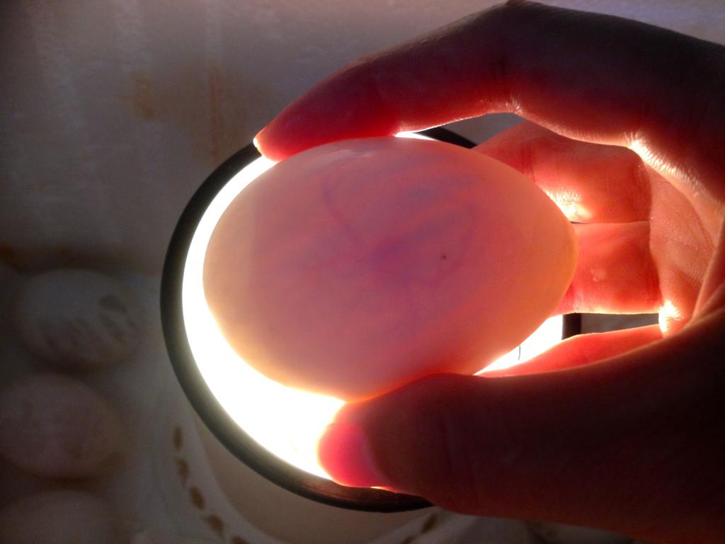Овоскопирование гусиного яйца по дням фото