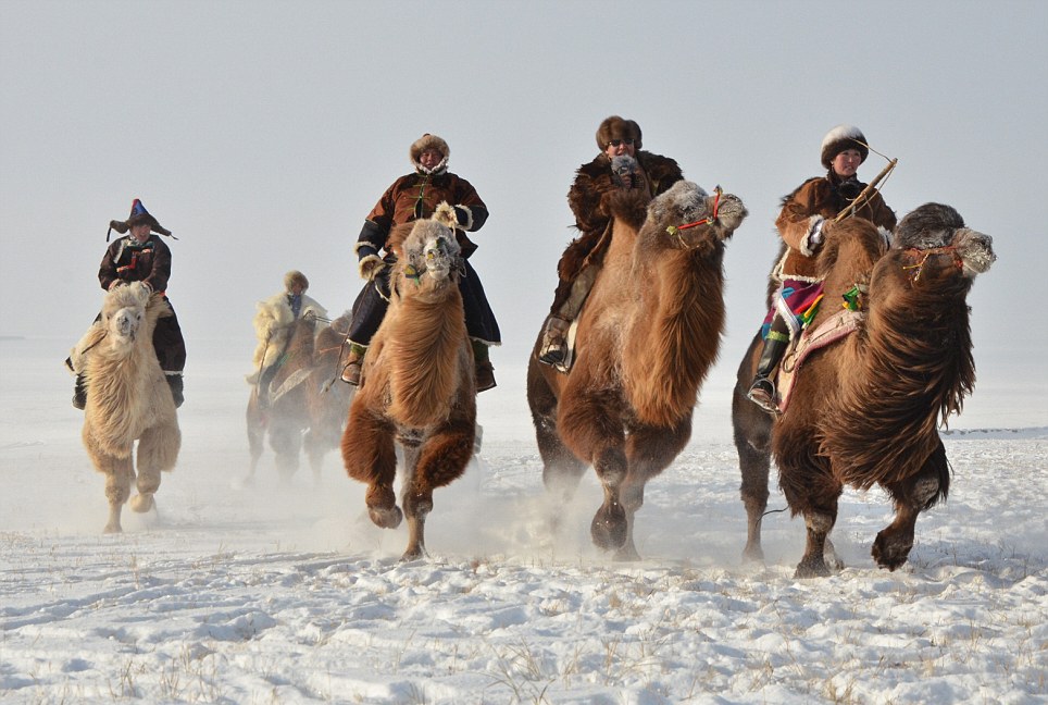 Бега в Монголии на бактрианах