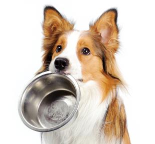 farmina dog food reviews